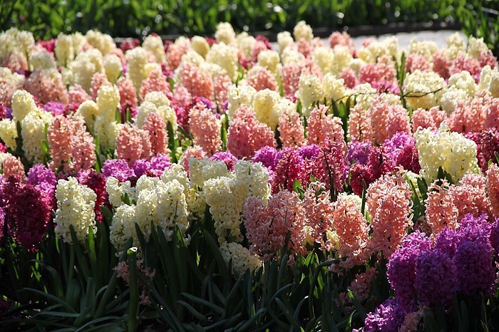 Рай для души эстета: 10 самых прекрасных цветов в мире