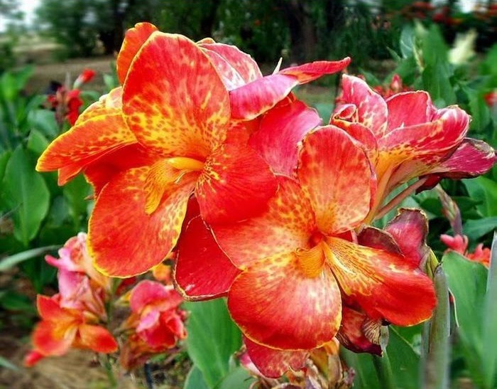 Рай для души эстета: 10 самых прекрасных цветов в мире