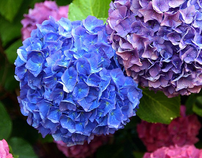 Рай для души эстета: 10 самых прекрасных цветов в мире