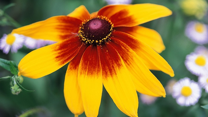 Рай для души эстета: 10 самых прекрасных цветов в мире