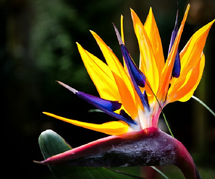 Рай для души эстета: 10 самых прекрасных цветов в мире