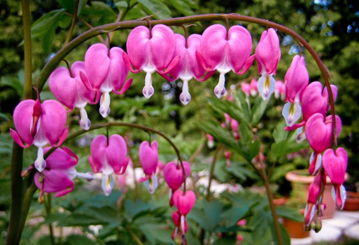 Рай для души эстета: 10 самых прекрасных цветов в мире