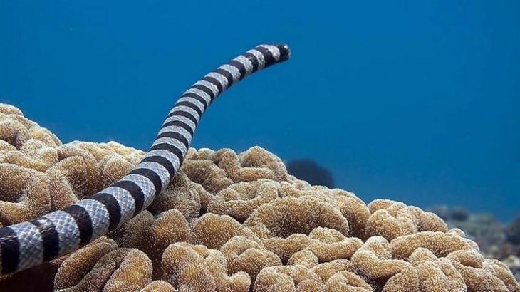 Самые опасные змеи-убийцы планеты