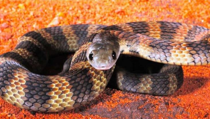 Самые опасные змеи-убийцы планеты