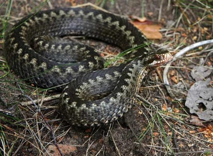 Самые опасные змеи-убийцы планеты