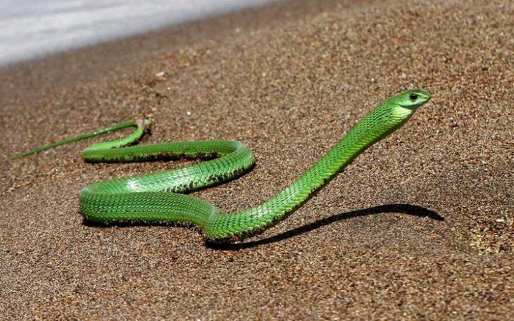 Самые опасные змеи-убийцы планеты