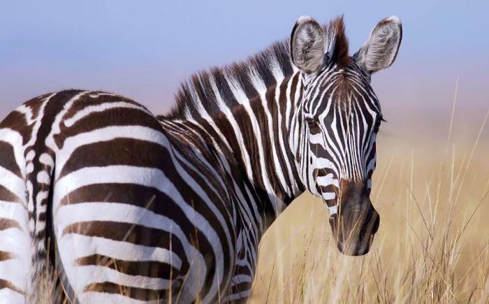 10 ответов на вопросы, которые мы всегда хотели знать