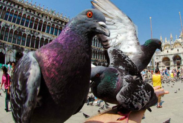 10 странных запретов разных стран, из-за которых можно лишиться денег и свободы