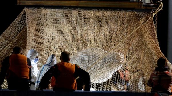 Кита, заплывшего в реку во Франции, не смогли спасти и усыпили