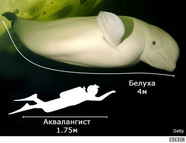 Кита, заплывшего в реку во Франции, не смогли спасти и усыпили