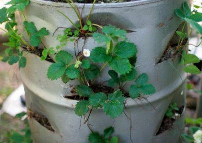 Необычное применение металлических бочек на даче: идеи, фото, краткое описание