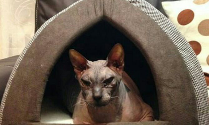 Оригинальные домики для кошки своими руками - выбор конструкции, идеи