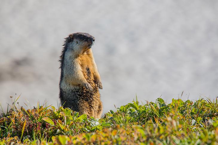 Первозданная Камчатка: снежные пещеры