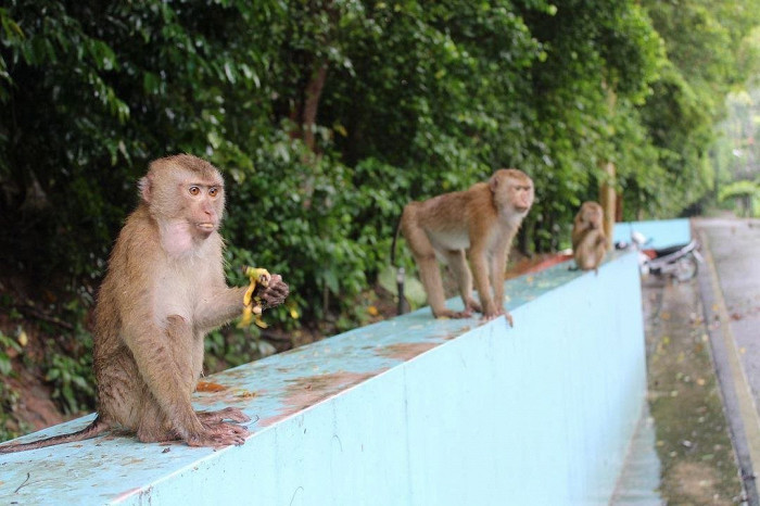 «Средний чек на все стал намного ниже»: отзыв об отдыхе на Пхукете