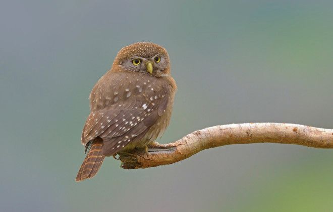 10 птиц с самыми необычными защитными механизмами