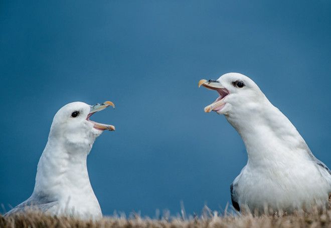 10 птиц с самыми необычными защитными механизмами
