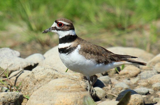 10 птиц с самыми необычными защитными механизмами