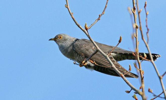 10 птиц с самыми необычными защитными механизмами