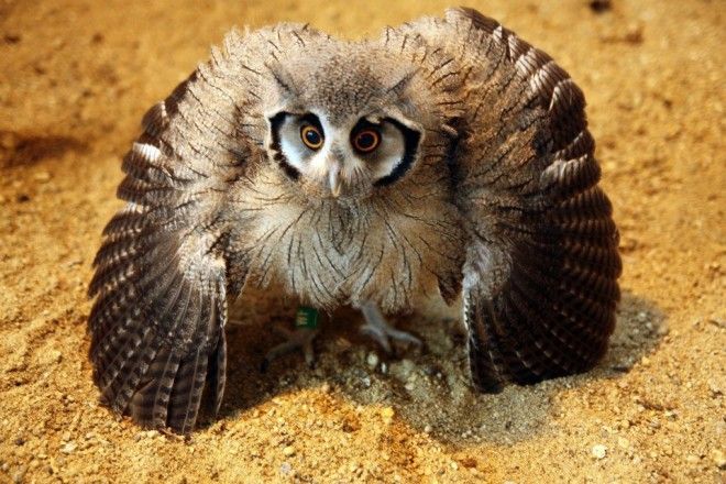 10 птиц с самыми необычными защитными механизмами