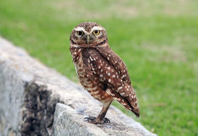 10 птиц с самыми необычными защитными механизмами