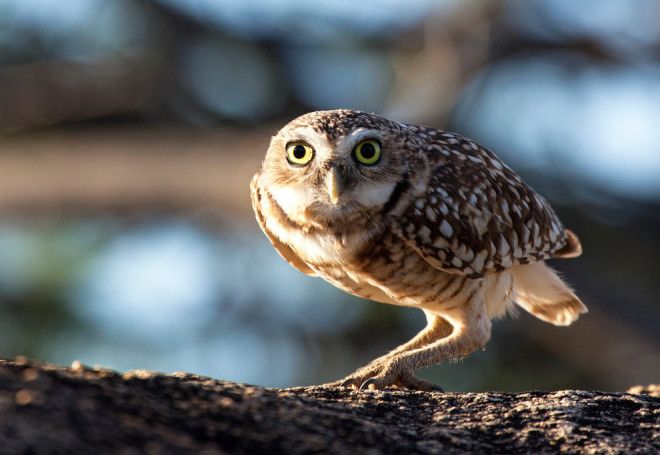 10 птиц с самыми необычными защитными механизмами