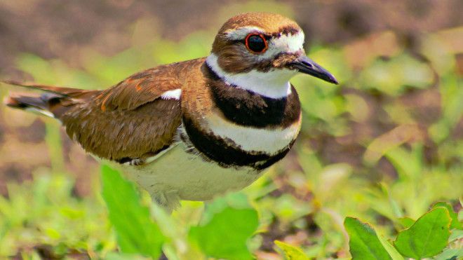 10 птиц с самыми необычными защитными механизмами