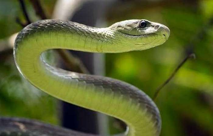 10 самых быстрых представителей животного мира