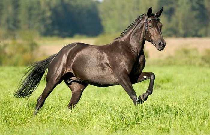 10 самых быстрых представителей животного мира