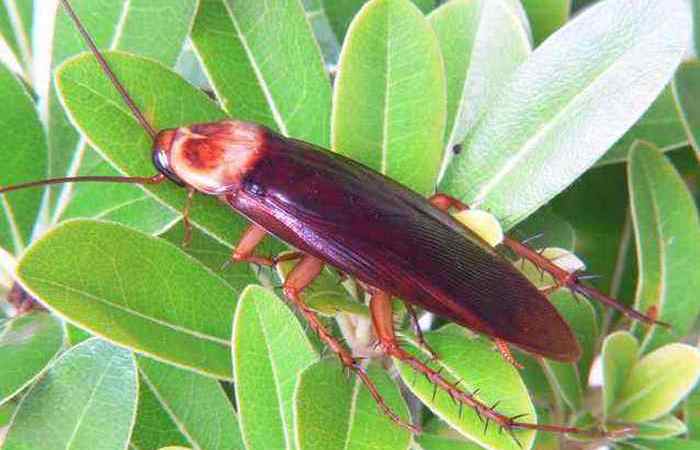 10 самых быстрых представителей животного мира