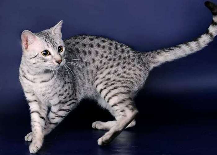 10 самых быстрых представителей животного мира