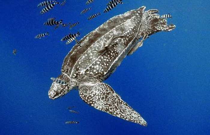 10 самых быстрых представителей животного мира