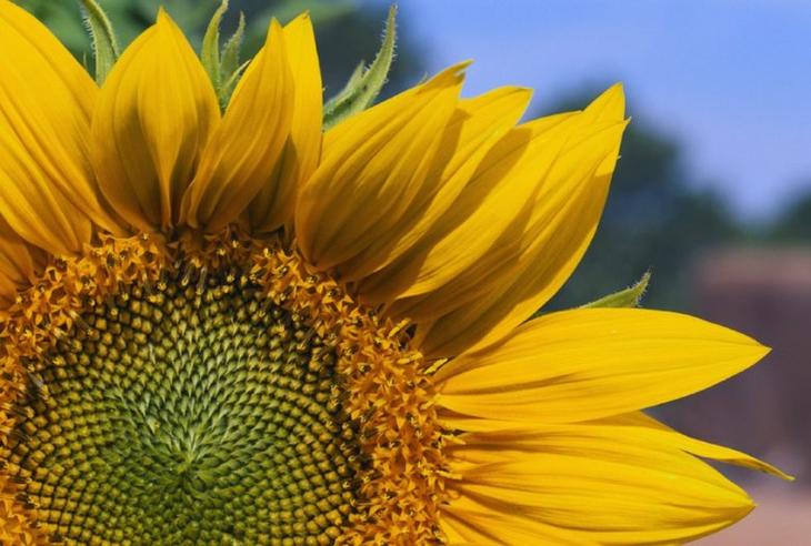 10 тайн живой природы, над которыми всё ещё бьются учёные