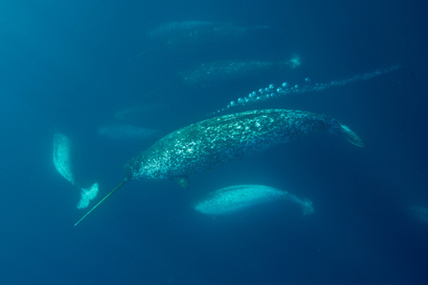 Действительно уникальные кадры: как выглядят живые существа до рождения
