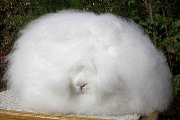 Действительно уникальные кадры: как выглядят живые существа до рождения