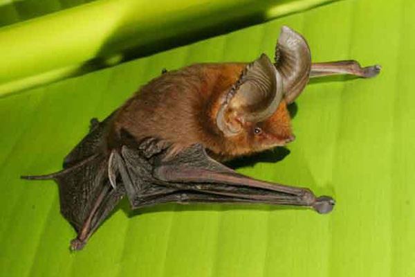 Действительно уникальные кадры: как выглядят живые существа до рождения