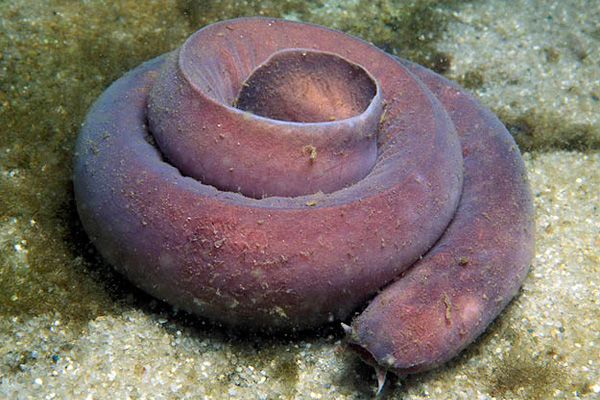 Действительно уникальные кадры: как выглядят живые существа до рождения