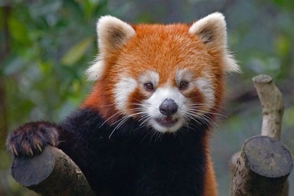 Действительно уникальные кадры: как выглядят живые существа до рождения