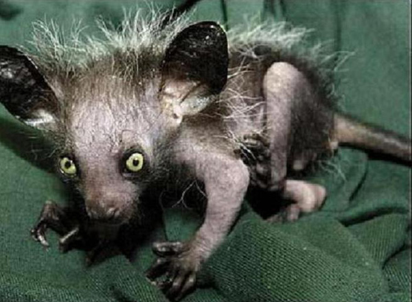 Действительно уникальные кадры: как выглядят живые существа до рождения