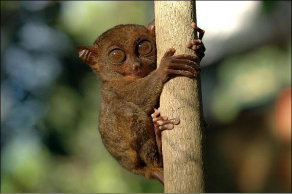 Действительно уникальные кадры: как выглядят живые существа до рождения