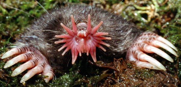 Действительно уникальные кадры: как выглядят живые существа до рождения