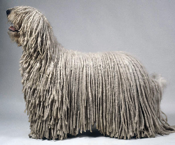 Действительно уникальные кадры: как выглядят живые существа до рождения