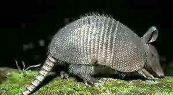 Действительно уникальные кадры: как выглядят живые существа до рождения