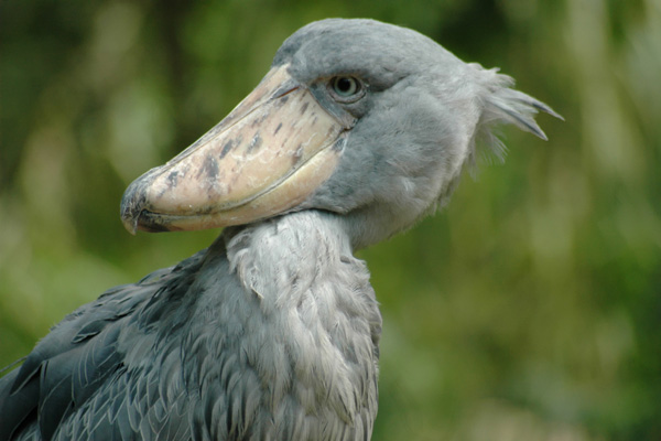 Действительно уникальные кадры: как выглядят живые существа до рождения