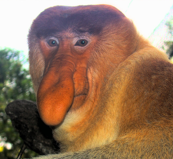 Действительно уникальные кадры: как выглядят живые существа до рождения