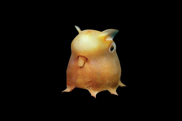 Действительно уникальные кадры: как выглядят живые существа до рождения