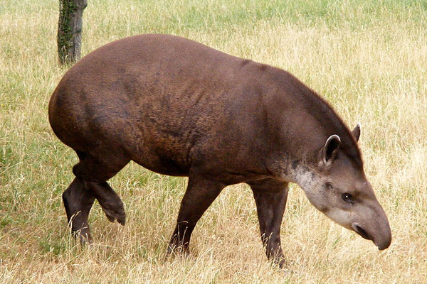 Действительно уникальные кадры: как выглядят живые существа до рождения