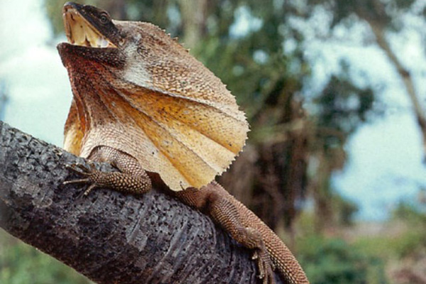 Действительно уникальные кадры: как выглядят живые существа до рождения