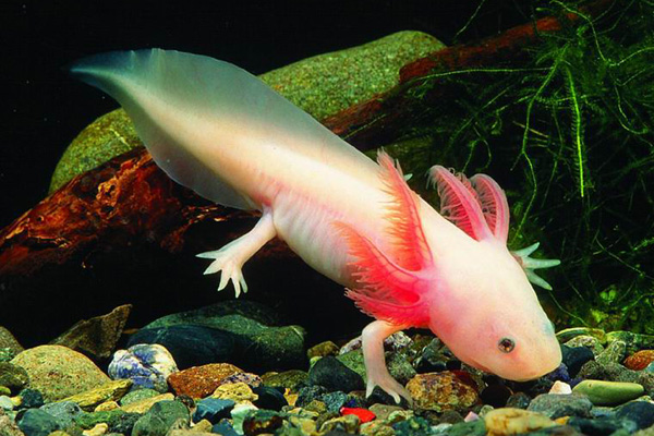 Действительно уникальные кадры: как выглядят живые существа до рождения