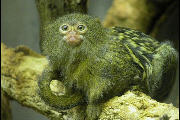 Действительно уникальные кадры: как выглядят живые существа до рождения