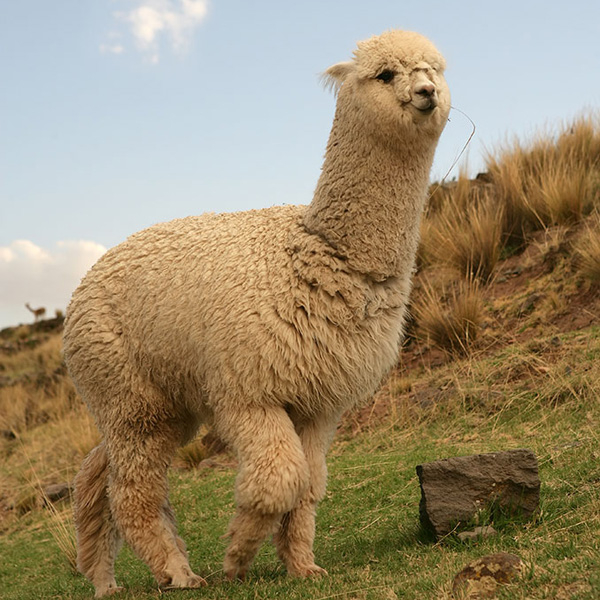 Действительно уникальные кадры: как выглядят живые существа до рождения